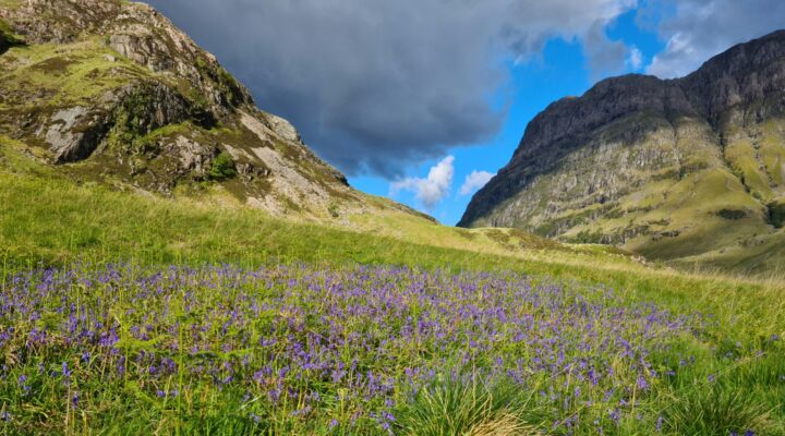 Glencoe bluebells, Day 4