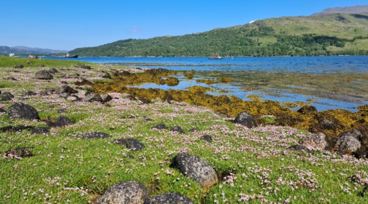 Loch Sunart Sea Pinks, Day 6